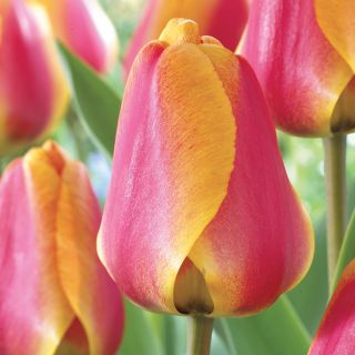 Apeldoorns Elite Darwin Tulip Thumbnail